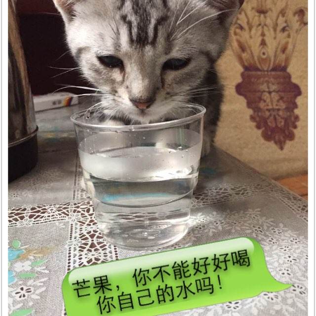 仿制加拿大工卡SIN